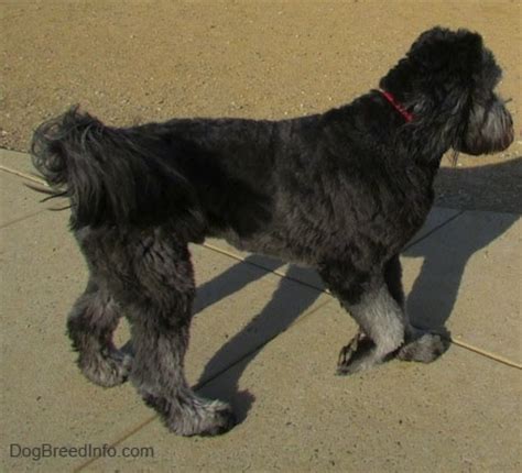 Each labradoodle puppy is like family and has been exposed to a variety of environments and noises on our small farm in oregon. Goldendoodle Dog Breed Pictures, 8