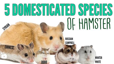 The Domesticated Species Of Hamsters Youtube