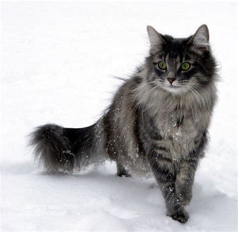 Norwegian Forest Cat Most Beautiful Cats In The World