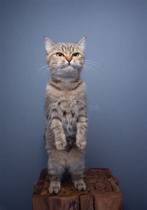 Curious Cat Standing Up On Hind Legs Looking Funny Stock Photo Image