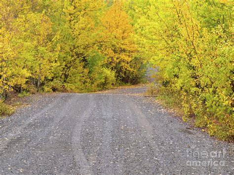 Small Dirt Road Golden Taiga Fogs Yukon Canada Photograph By Stephan