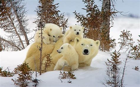 Mama Polar Bear And Cubs Image Id 308435 Image Abyss