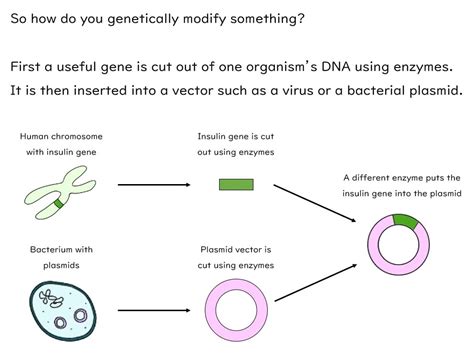Genetic Engineering Gcse Biology Aqa Teaching Resources