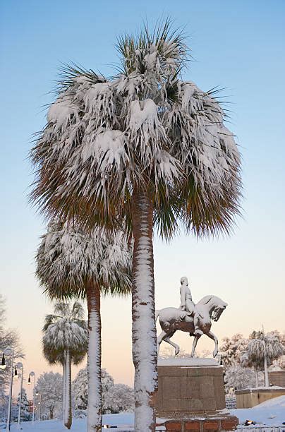 Palm Tree Snow Stock Photos Pictures And Royalty Free Images Istock