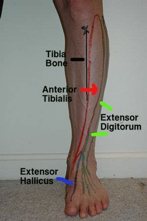The calf muscle, on the back of the lower leg, is actually made up of two muscles calf muscle rupture: Body Map: Shin (Athletes Treating Athletes) | Anatomi ve fizyoloji, Fizyoterapi, Fit vücutlar