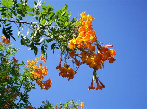 Maybe you would like to learn more about one of these? San Antonio, TX : Flowers 2 of 2 photo, picture, image ...