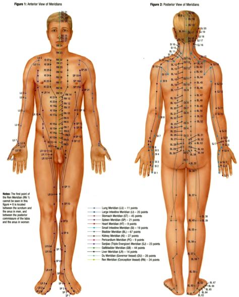 Free Pressure Point Chart PDF KB Page S Acupuncture Points Acupuncture Points