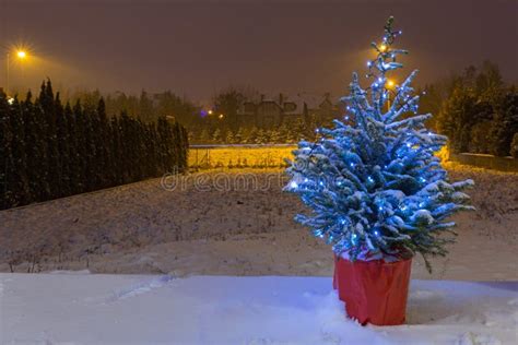 Weihnachtsbaum Belichtete Im Freien Nachts Schneebedecktes Stockbild