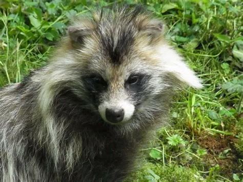 ‘potentially Dangerous Racoon Dog On The Loose In Uk Countryside