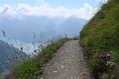 Wildflower Hike In The Swiss Alps Stock Image Image Of Road Alps