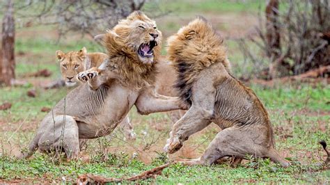 Lions Brutal Battle For Lioness’ Affection Youtube