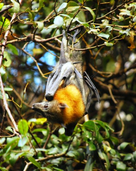 Nsw Flying Fox Camp Management Policy Have Your Say On Nsw