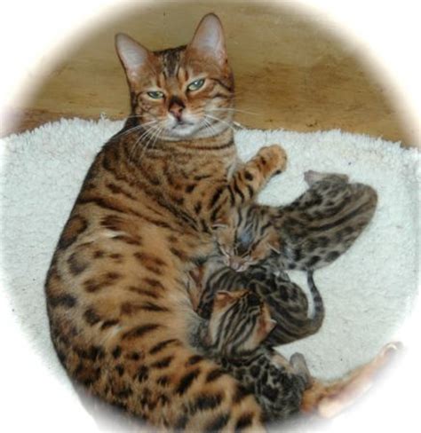 Bengal Katzen Zum Verkaufen 4 Savannah Kitten Mit Papieren · Savannah