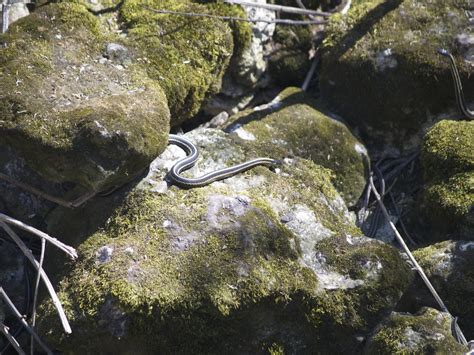 Wistful Voyages Love Manitoba Narcisse Snake Dens
