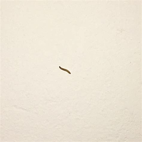 Da liegt nichts essbares rum, auch. Was sind das für Würmer an der Wand? (Tiere, Insekten, zu ...