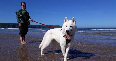 Although not ideal, husky can live outside in hot climates. How to Take Care of Siberian Husky in Such a Hot Weather ...