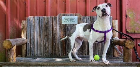 Visit your local asheville petsmart store for essential pet supplies like food, treats and more from top brands. Dog Foster Care | Brother Wolf - Asheville, NC