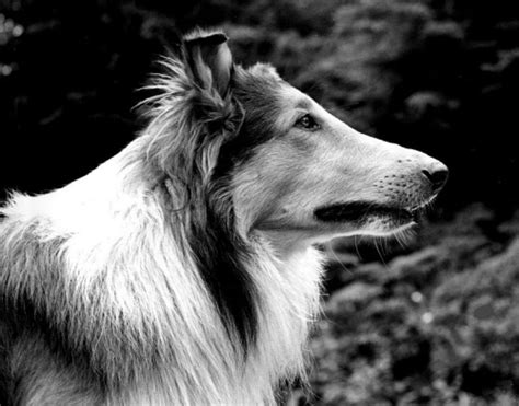 Famous Dogs In History Pal The First Lassie