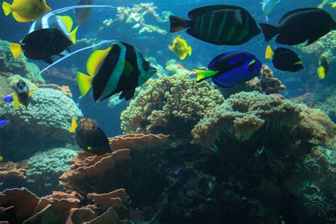Free Images Sea Ocean Animal Diving Swim Zoo Blue Coral Reef