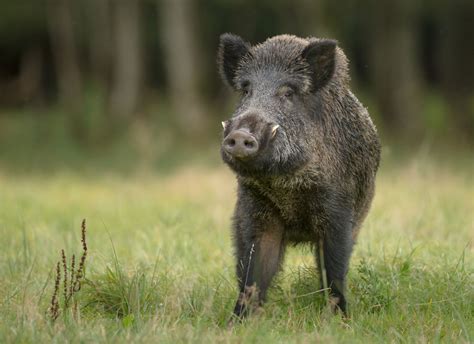 Understanding Feral Hogs