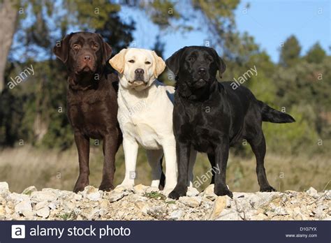 Dog Labrador Retriever Three Adults Different Colors