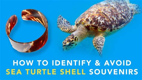 How To Identify And Avoid Sea Turtle Shell Souvenirs Youtube