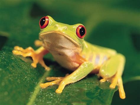 48 Bing Tree Frog Wallpaper On Wallpapersafari