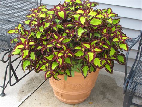 Coleus Fall Container Gardens Container Gardening Flowers