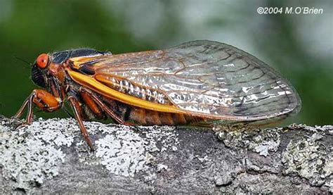Cicada sound cicadas noise the sound of cicadas. Princeton Sound Lab | cicadas