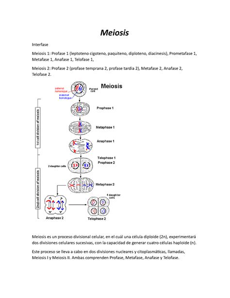 Meiosis Meiosis Interfase Meiosis 1 Profase 1 Leptoteno Cigoteno