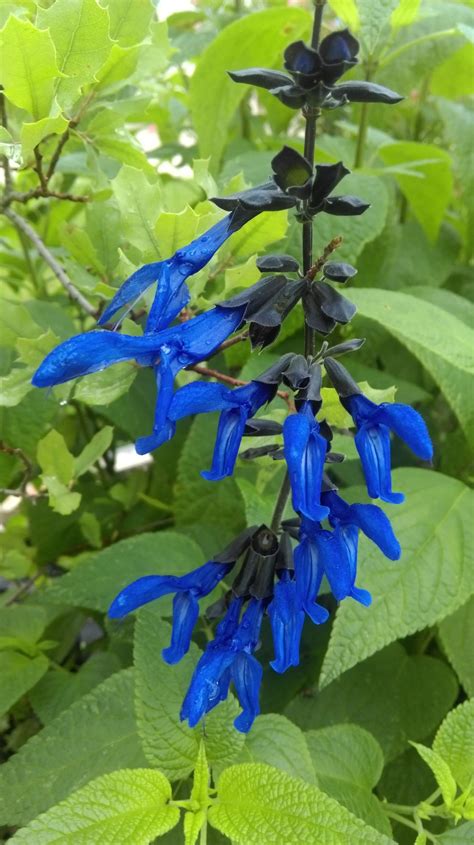 Salvia Black And Blue Guaranitica Victorian Salvia