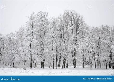 Winter Landscape In A Snow Covered Park After A Heavy Wet Snowfall A