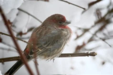 7 Ways Birds Survive In The Winter How You Can Help Bird Feeder Hub