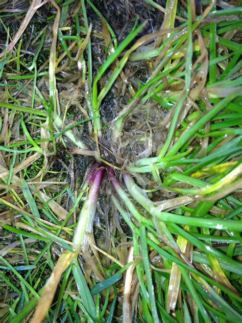 Perennial Ryegrass Distinctive Purple Base