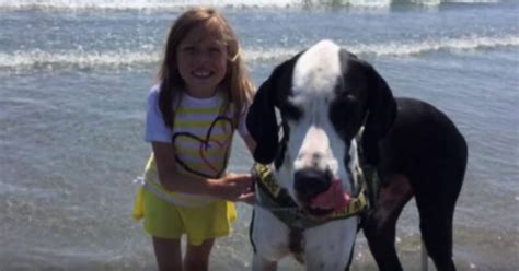 The Touching Story Of Bella And Her Great Dane George Twistedsifter