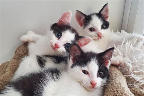 Horror As Kittens Dumped In Wheelie Bin And Left To