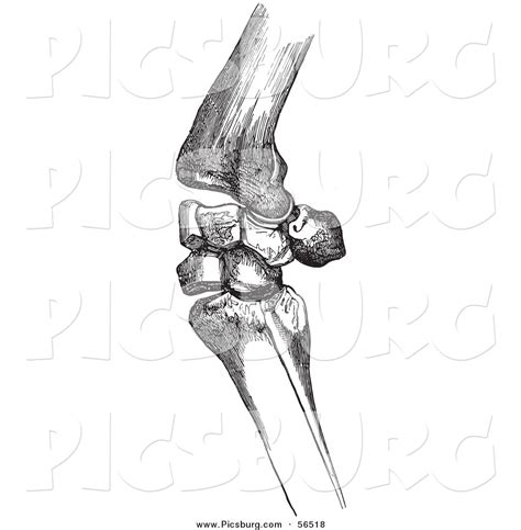 Clip Art Of An Old Fashioned Vintage Bones Of A Flexed Horse Knee In