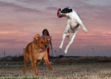 Dogs Catching Frisbees Animals