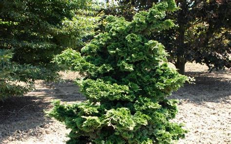 Wells Special Hinoki False Cypress 1 Gallon Tree Coniferous