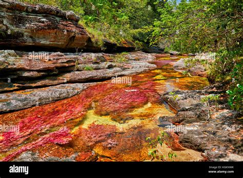 Rote Algen Von Cano Cristales Fluss Der Fünf Farben Oder Die Liquid