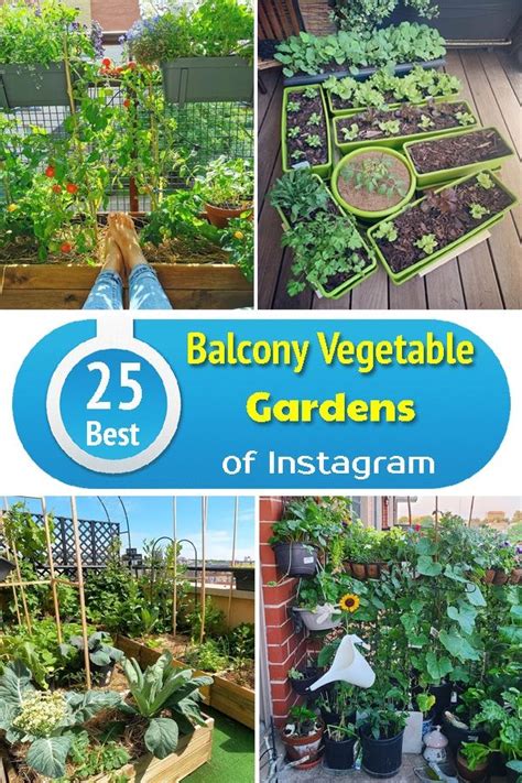 30 Best Balcony Vegetable Garden Ideas To Start Growing Food In