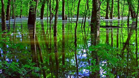 Hd Wallpaper Reflection Water Green Nature Vegetation Tree Swamp