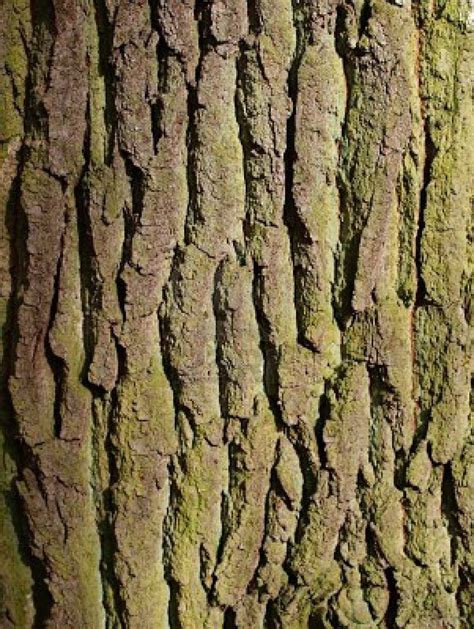 Hickory Tree Bark Types Tree Clipart Free