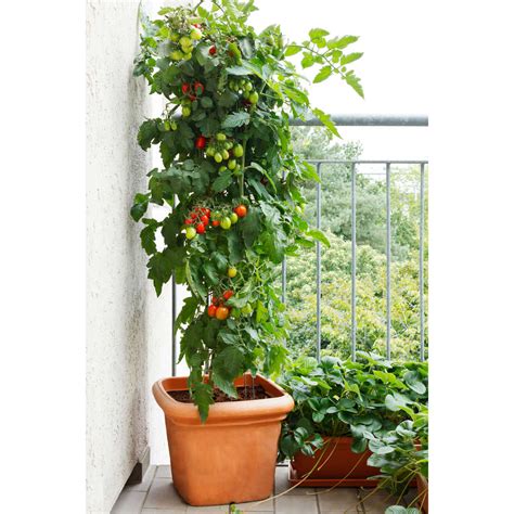 Awesome Tips For Growing Tomatoes In Buckets Sunny Home Gardens