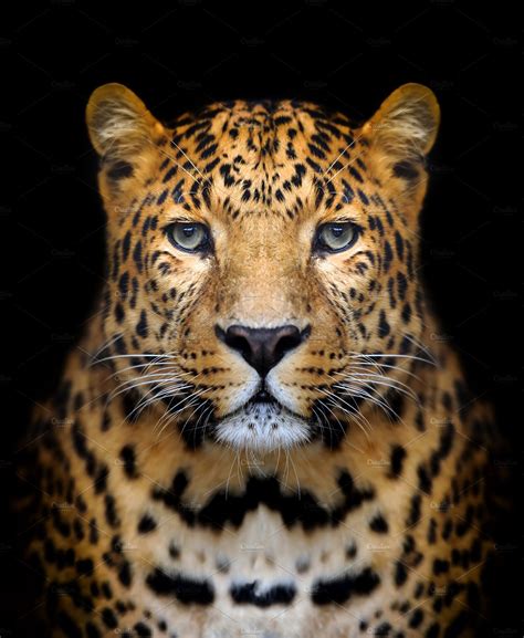 Leopard ~ Animal Photos ~ Creative Market