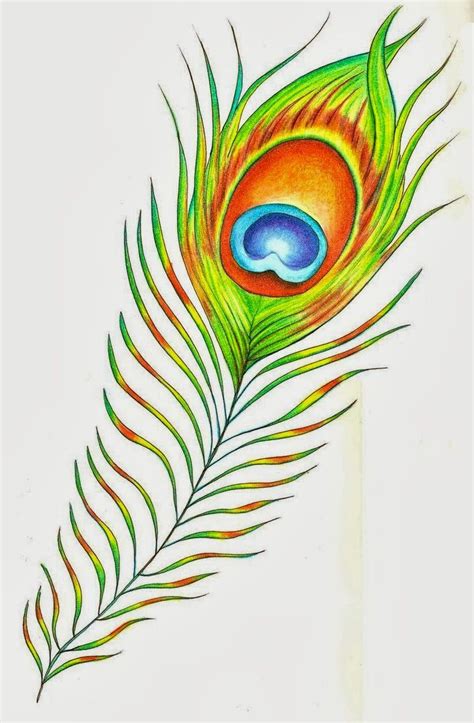 Choose from 390+ peacock feather graphic resources and download in the form of png, eps, ai or psd. Outline Drawing Of Peacock Feather