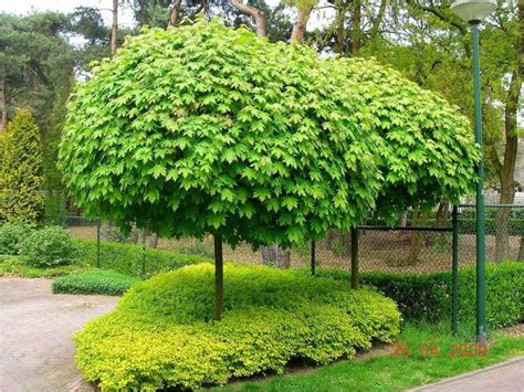 Árboles De Sombra Y Decorativos Para Jardines Pequeños Los Acer