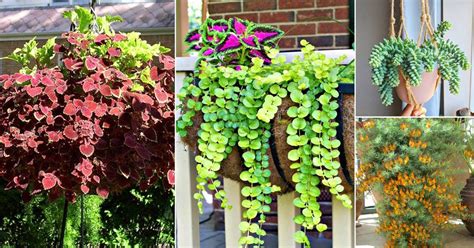 30 Best Trailing Foliage Plants For Hanging Baskets And Windowboxes