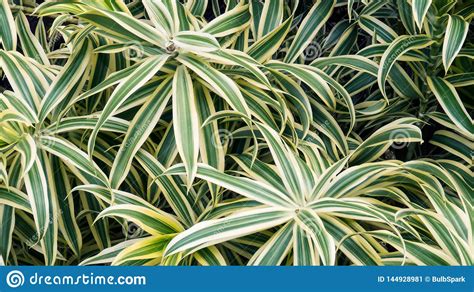 Tropical Plants With Long Green And White Leaves Stock