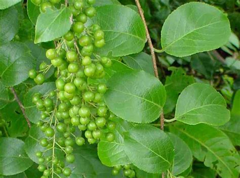 Commiphora mukul resin extract is an extract of the resin of commiphora mukul, burseraceae. Commiphora Mukul Manufacturer in Kashipur Uttarakhand ...